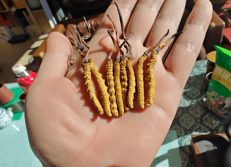 九游娱乐app下载-年销20万根的冬虫夏草竟是胶水拼的！工作人员：买的好胶水，吃下去没有事